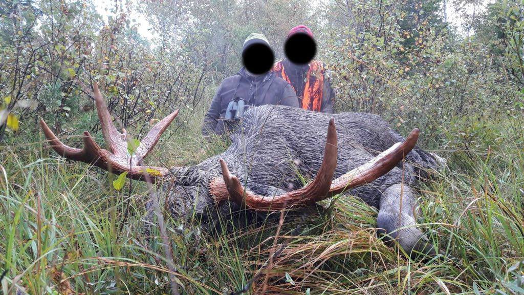 Élan d'Europe Estonie