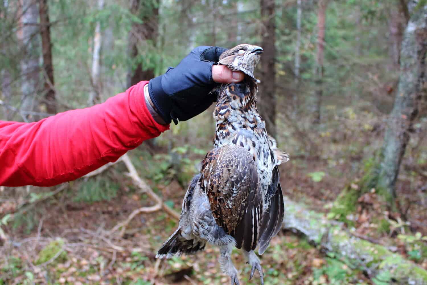 Chasseur avec bécasse