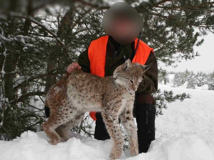 Chasse au Lynx