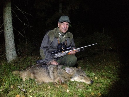 Chasse au Loup
