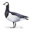 Branta leucopsis